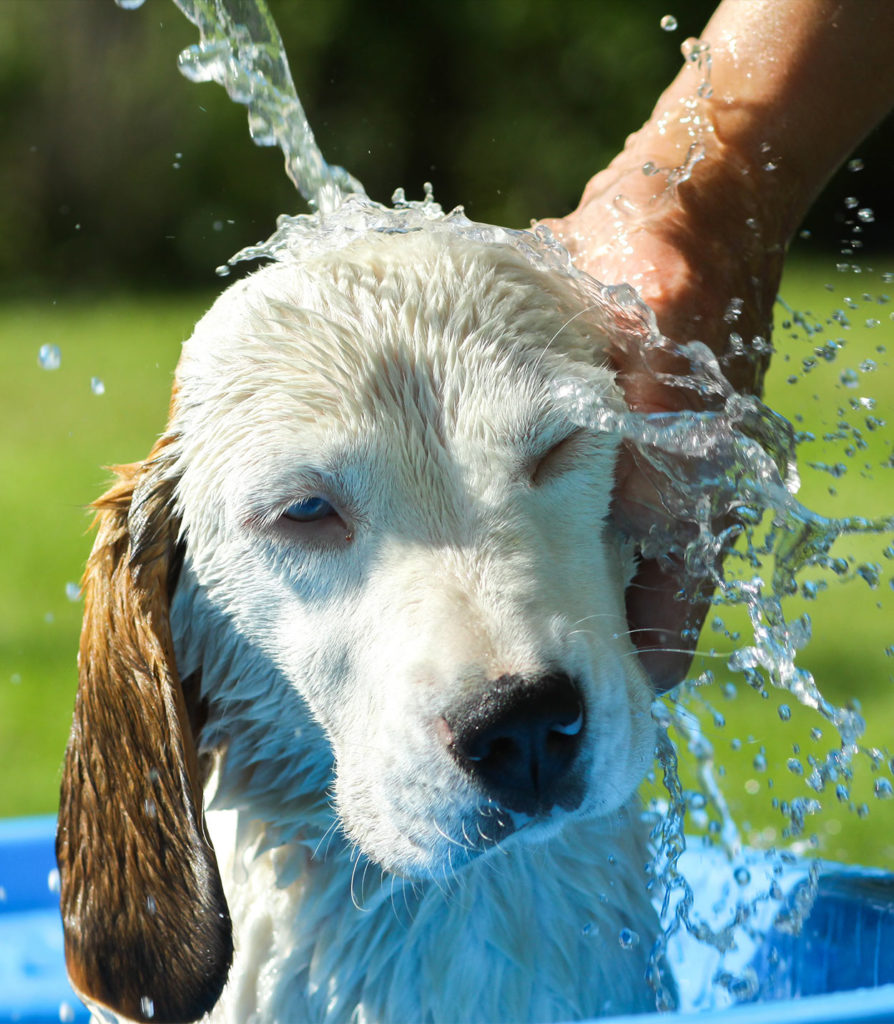 Best Organic Dog Shampoo Keep Your Pet Clean And Happy!