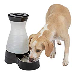 best water dispenser for dogs