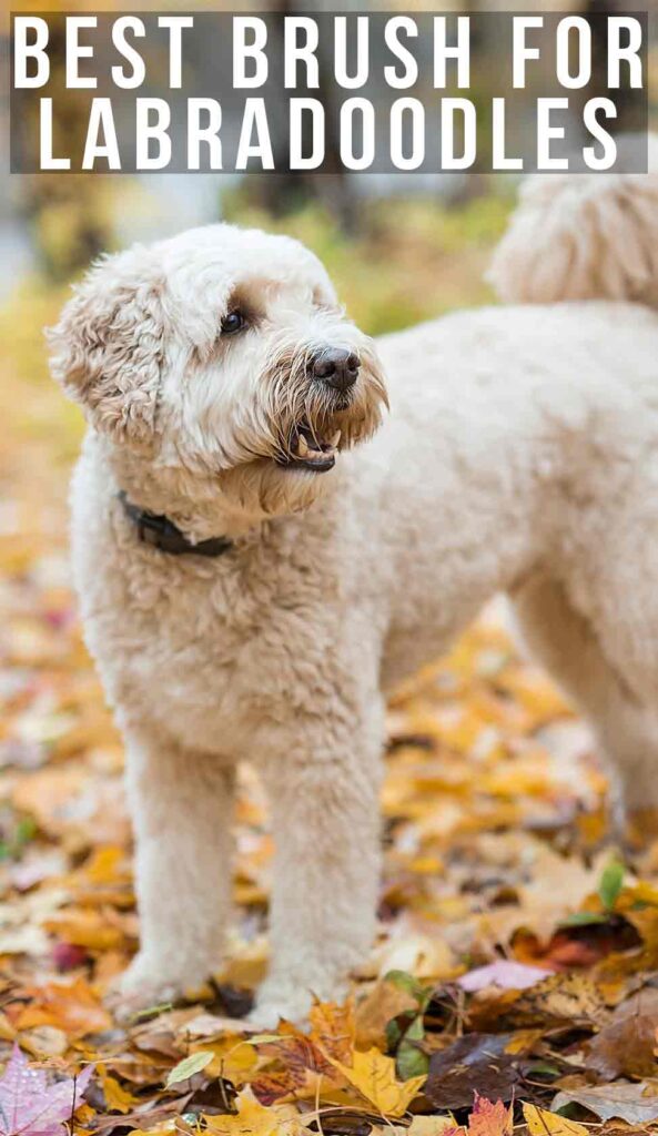 Best Brush For Labradoodle Dogs And Their Curly Coats