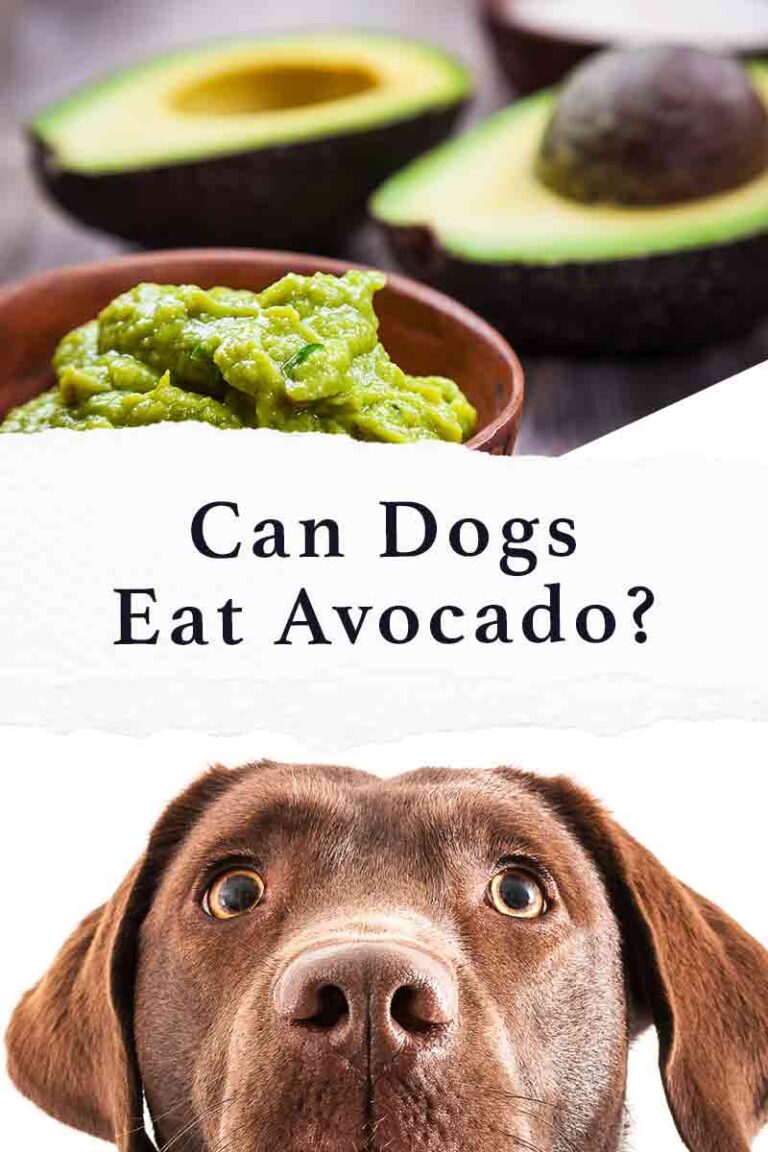 Can Dogs Eat Avocado Facts And Fiction About This Popular Superfood