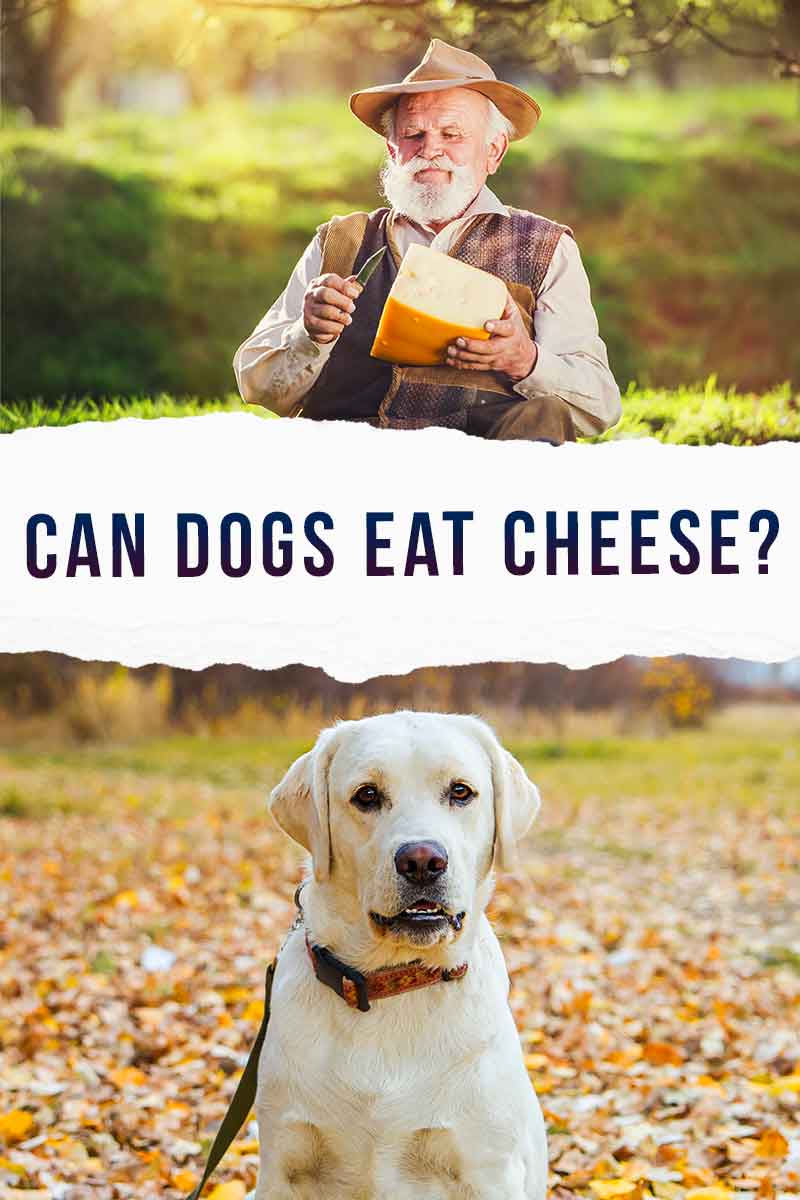 Can dog eat cheese