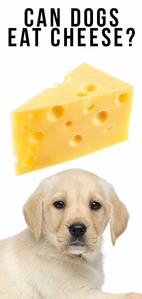 can dogs have cheese