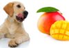 Can Dogs Eat Mango