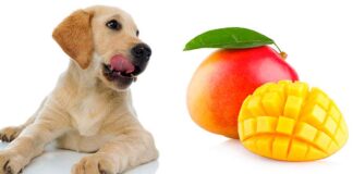 Can Dogs Eat Mango