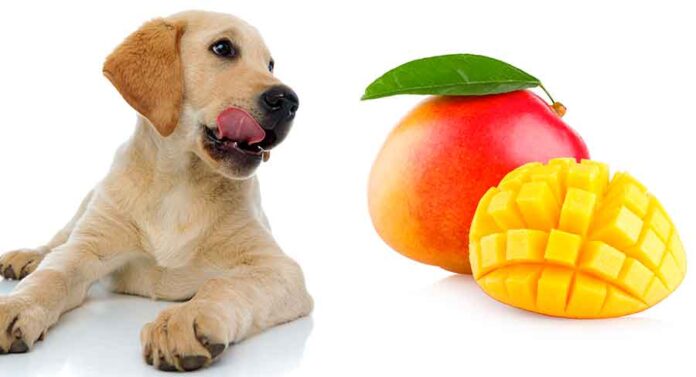 download mango flies on dogs download mango flies on dogs