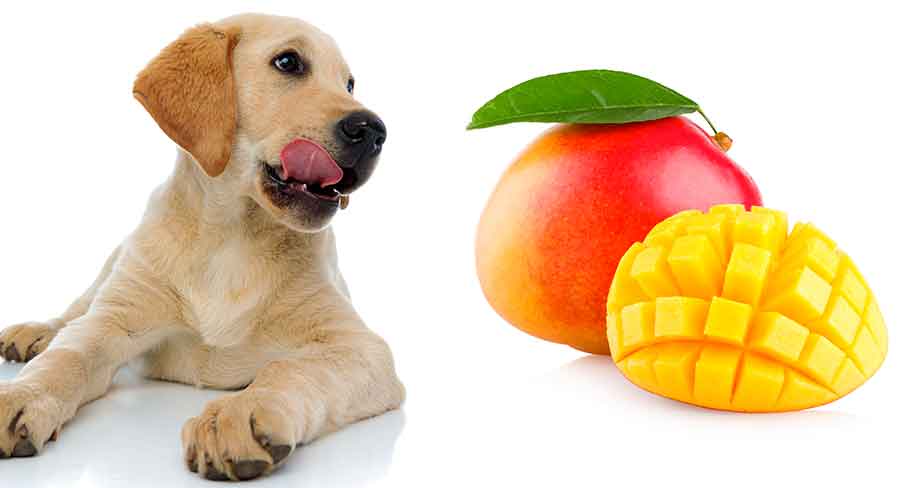 are mangoes safe for dogs to eat