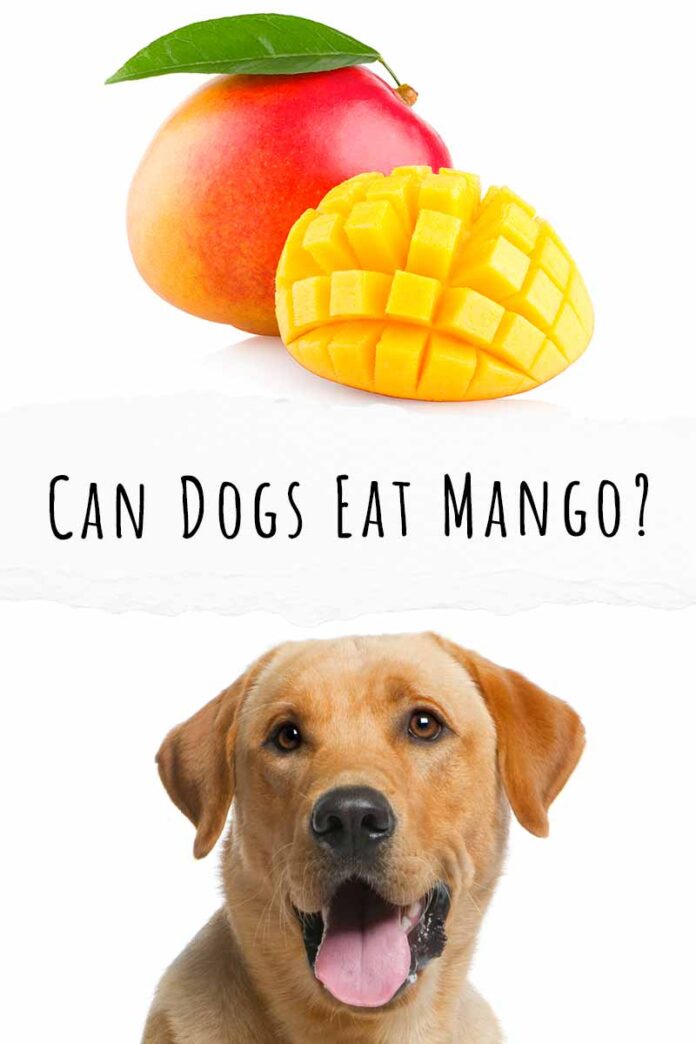 Can Dogs Eat Mango? A Complete Guide To Mango For Dogs