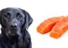 can dogs eat salmon