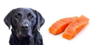 can dogs eat salmon