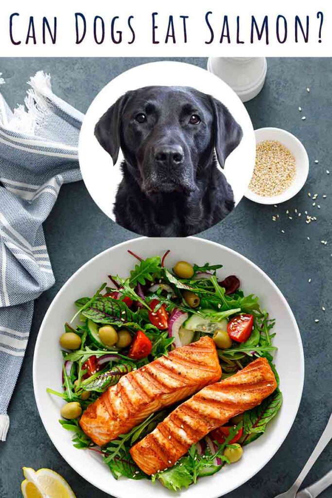 Can Dogs Eat Salmon? How To Safely Feed Salmon To Your Dog