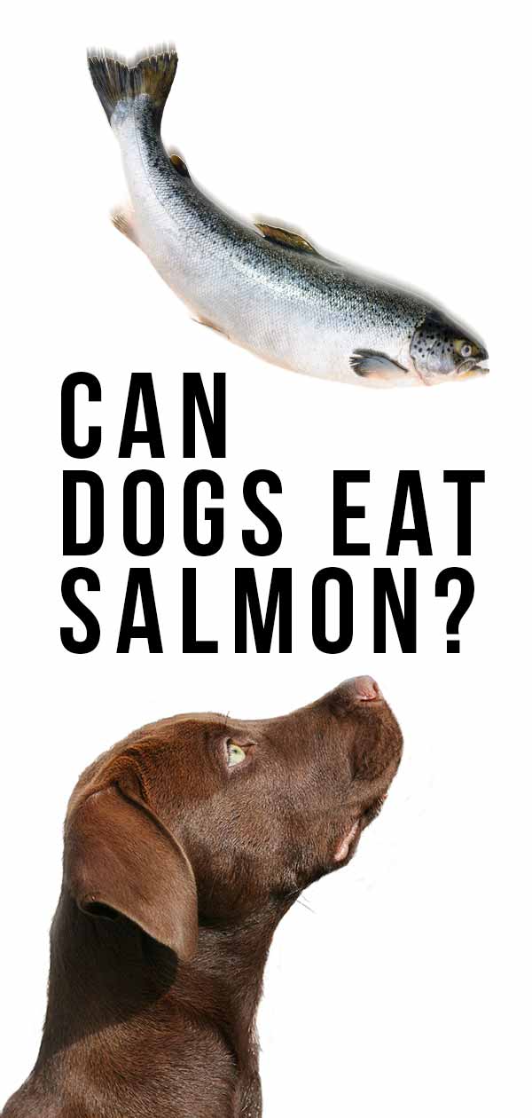 Can dogs eat salmon or can it be dangerous for them?