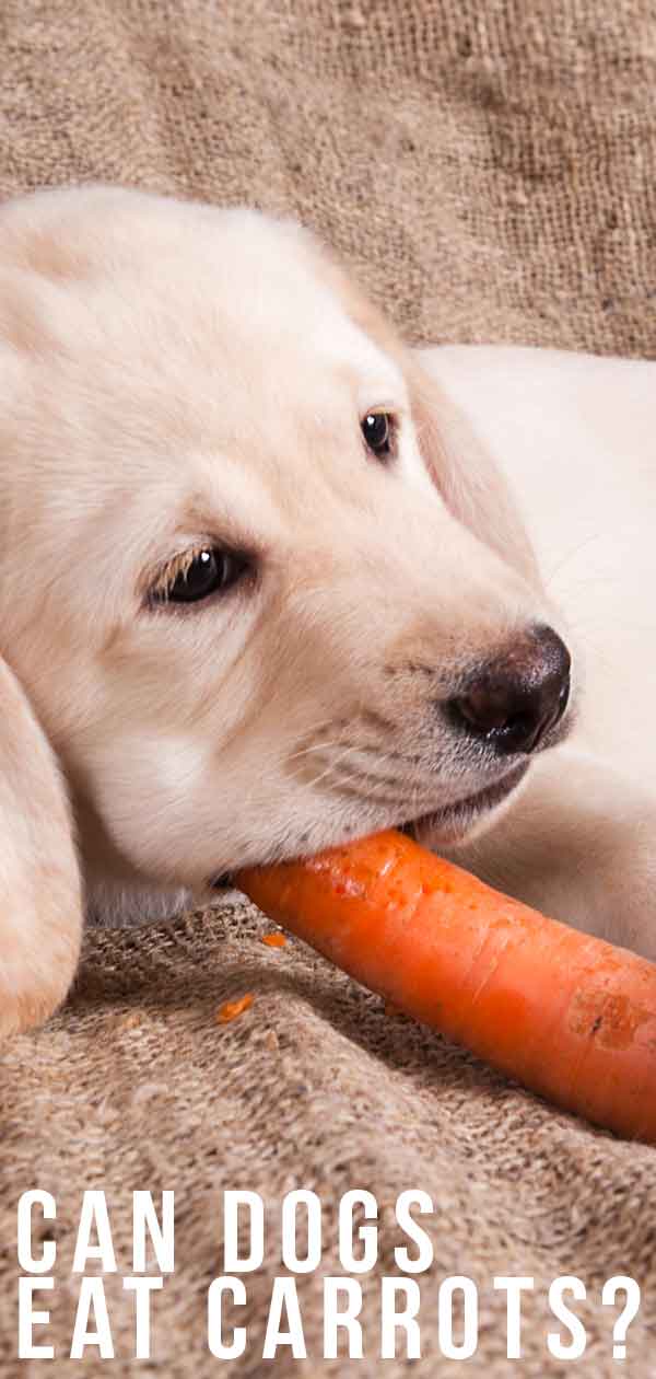 are too many carrots bad for my dog