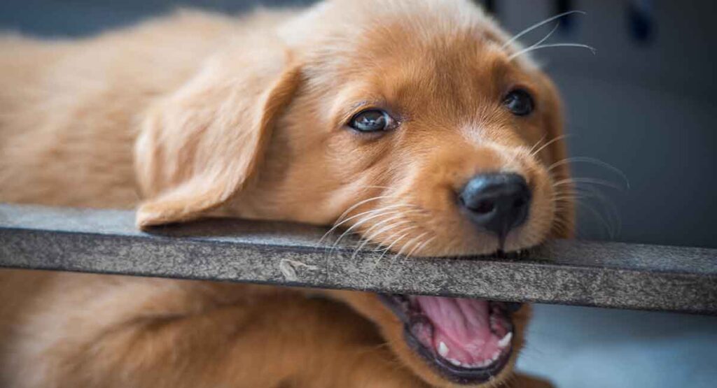https://www.thelabradorsite.com/wp-content/uploads/2019/04/When-Do-Puppies-Stop-Biting-And-How-To-Cope-With-A-Teething-Lab-Puppy-LS-long-1024x555.jpg