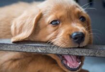 how to stop puppies from biting