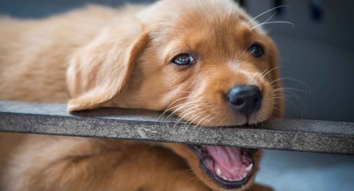 Puppy Teeth Chart