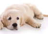 Atarax For Dogs
