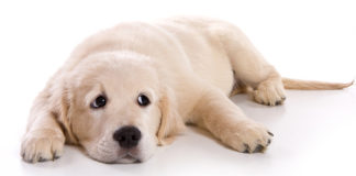 Atarax For Dogs