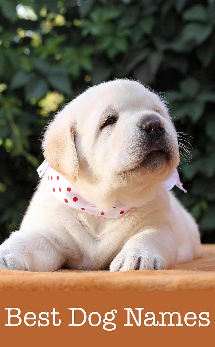 help with finding the best dog names for this yellow lab puppy