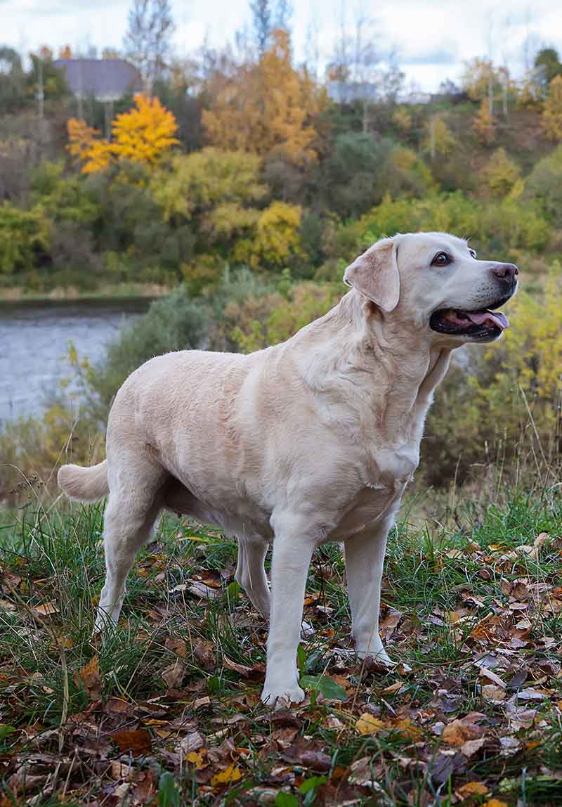 dog names for big dogs