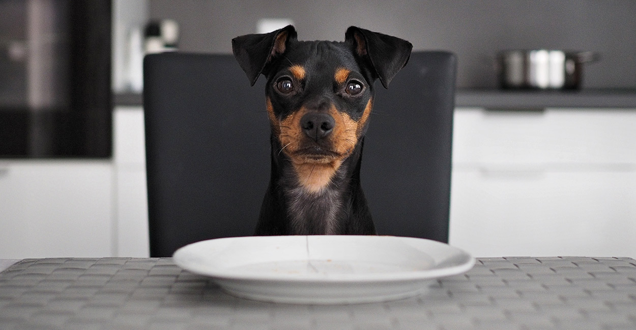 will sugar cookies harm my manchester terrier