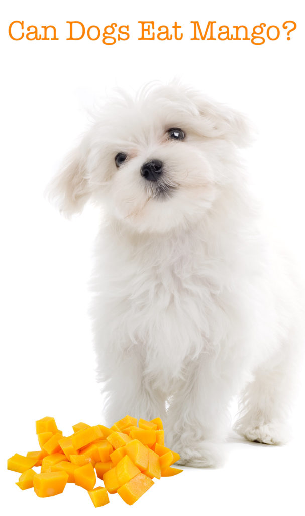 Can Dogs Eat Mango As A Snack, Or Is It Unsafe For Pets?