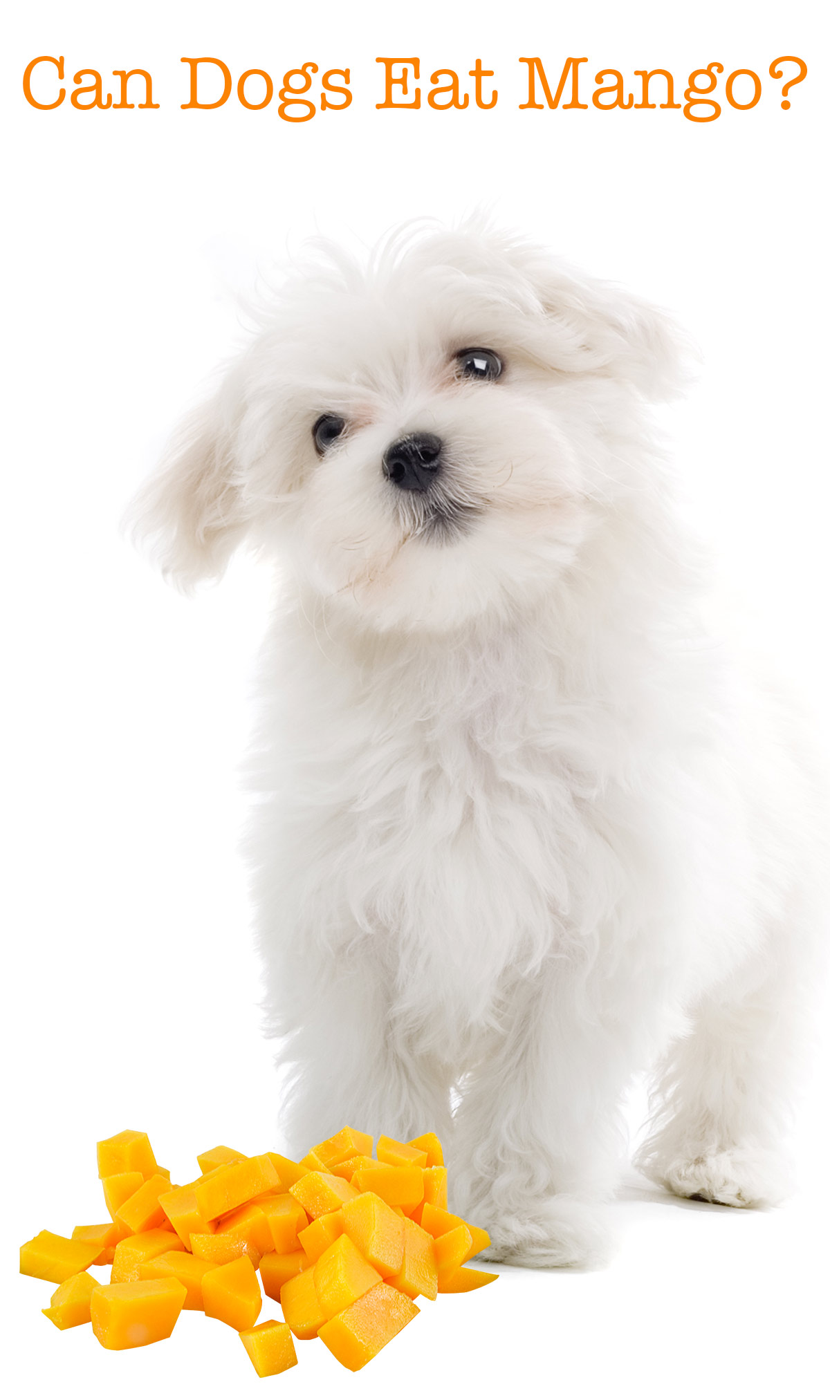 Can i feed deals my dog mango