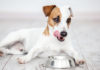 Diabetic Dog Food