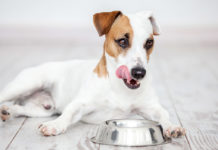 Diabetic Dog Food