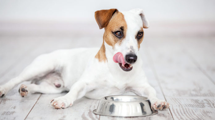 Diabetic Dog Food