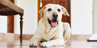 Dog Treat Dispenser