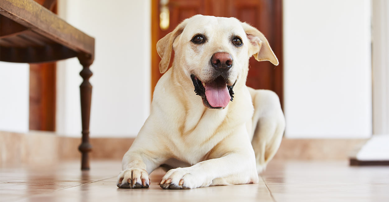 automatic pet treat dispenser