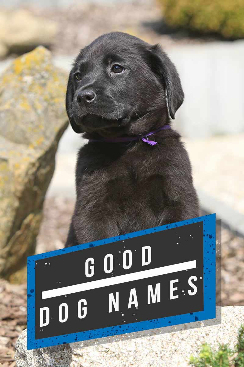Good dog names - Great name ideas for your dog
