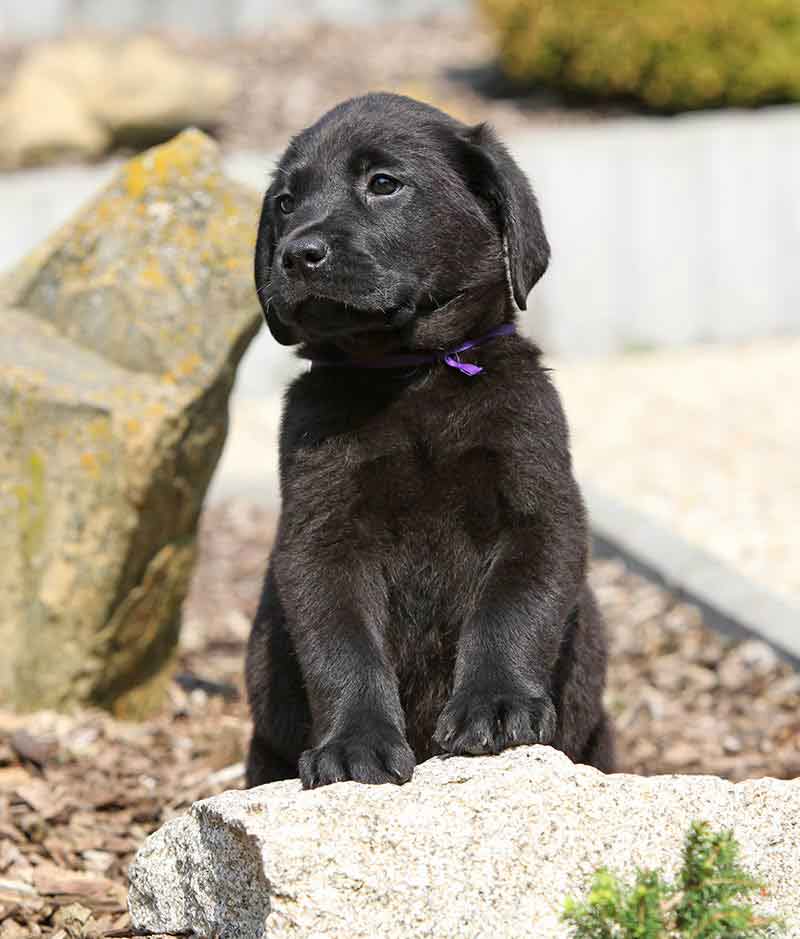 black labrador puppy