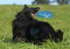 Best Dog Frisbee