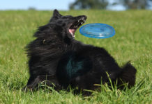 Best Dog Frisbee