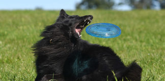 Best Dog Frisbee