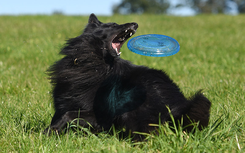 best frisbee dogs