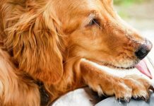 Best Dog Water Dispenser