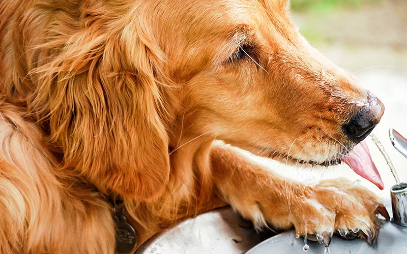 best water dispenser for dogs