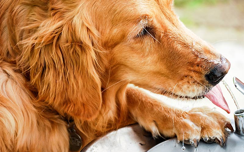 mason dog water bowl