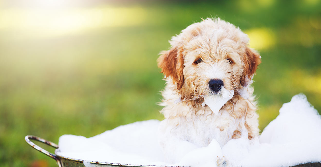 Best Organic Dog Shampoo Keep Your Pet Clean And Happy!