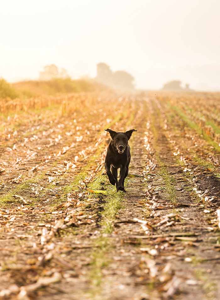 great hunting dog names for this Labrador