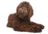 Best Brush For Labradoodle Dogs