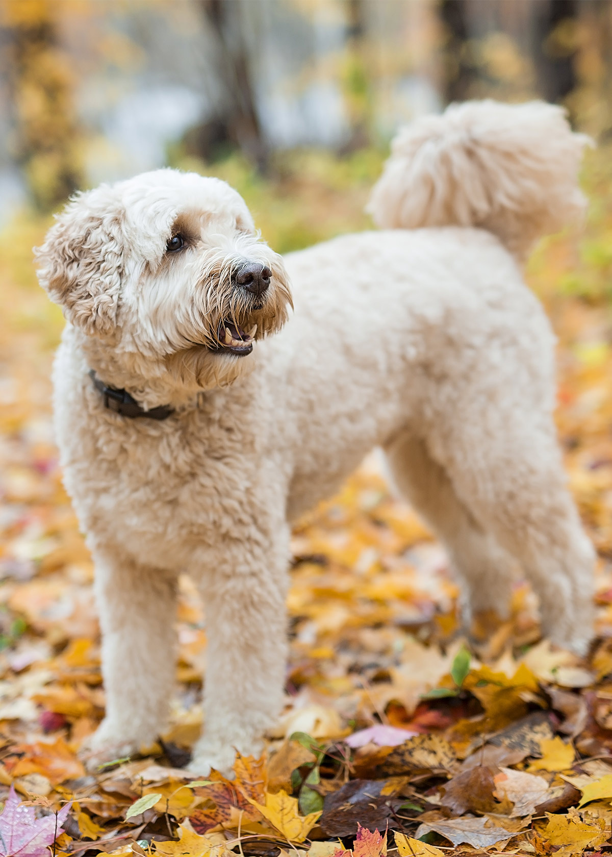 how often should i groom my labradoodle