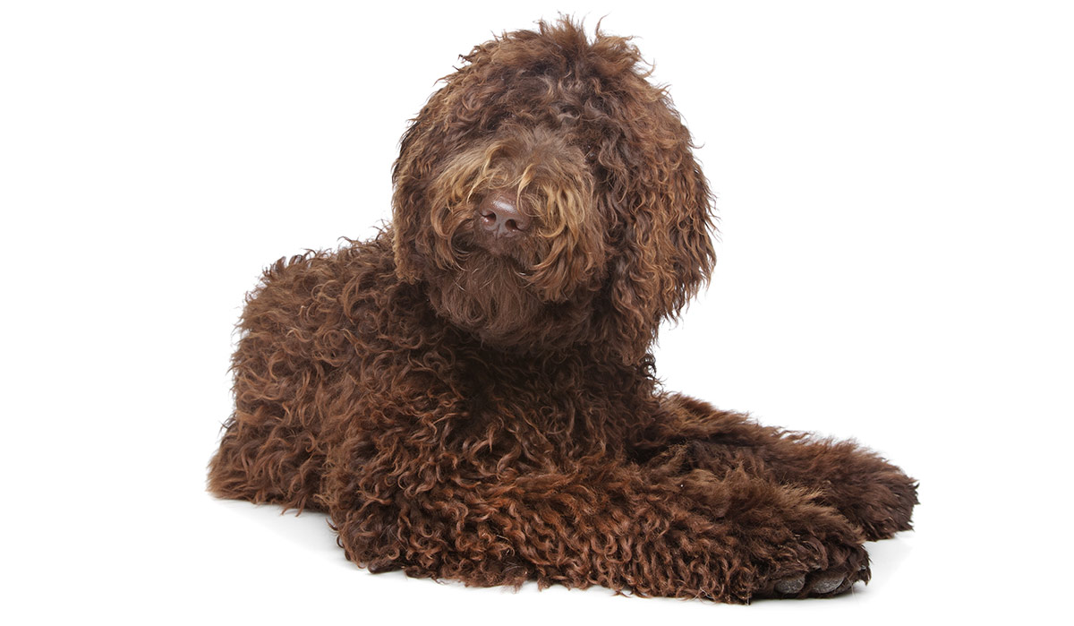 Best Brush For Labradoodle Dogs And Their Curly Coats