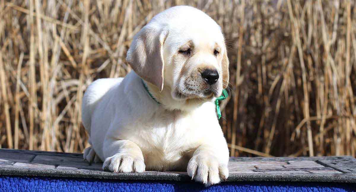 Labrador Retriever Age Chart