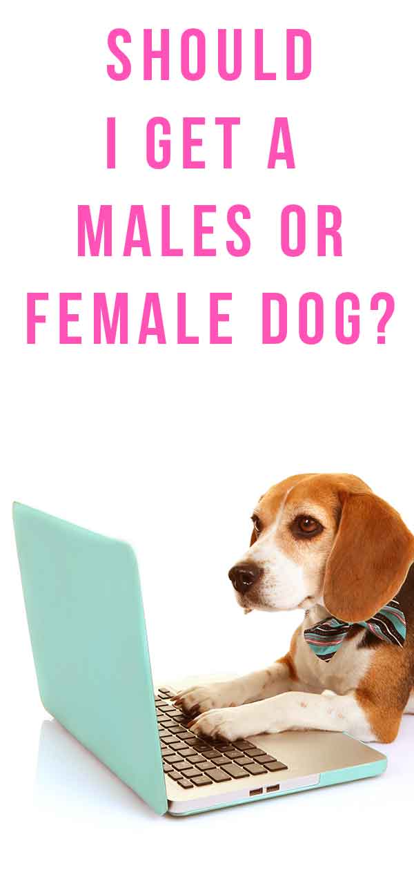 Male or Female Dog: Pros, Cons and Comparisons