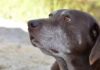 sweet old chocolate labrador with grey muzzle