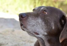 sweet old chocolate labrador with grey muzzle