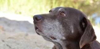 sweet old chocolate labrador with grey muzzle
